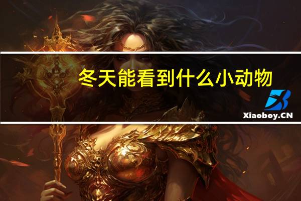 冬天能看到什么小动物