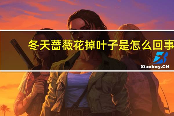 冬天蔷薇花掉叶子是怎么回事：自然的生长规律或水大造成落叶现象