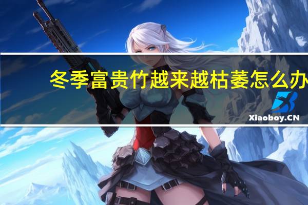 冬季富贵竹越来越枯萎怎么办