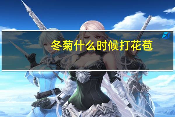 冬菊什么时候打花苞