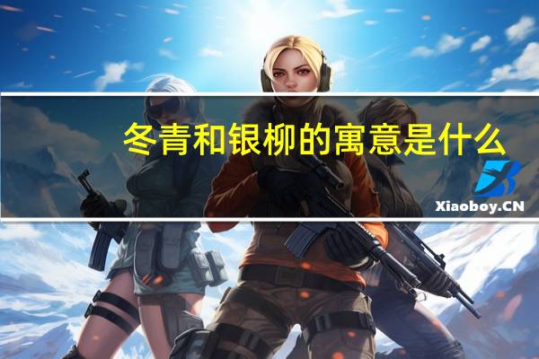 冬青和银柳的寓意是什么