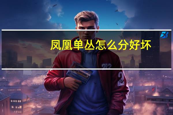 凤凰单丛怎么分好坏