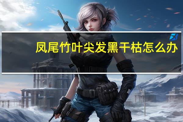 凤尾竹叶尖发黑干枯怎么办
