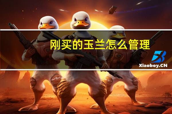 刚买的玉兰怎么管理