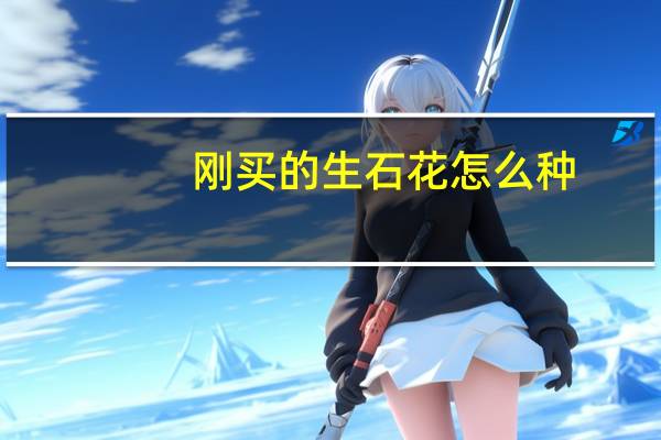 刚买的生石花怎么种