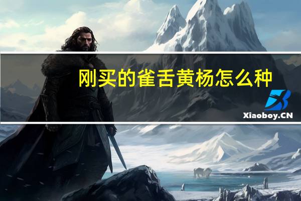 刚买的雀舌黄杨怎么种