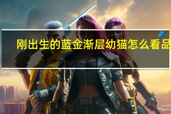 刚出生的蓝金渐层幼猫怎么看品相