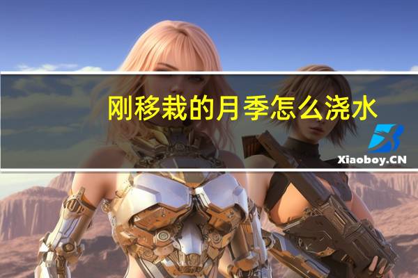 刚移栽的月季怎么浇水