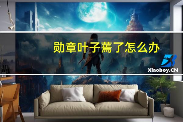 勋章叶子蔫了怎么办