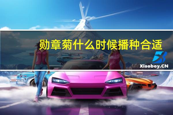 勋章菊什么时候播种合适