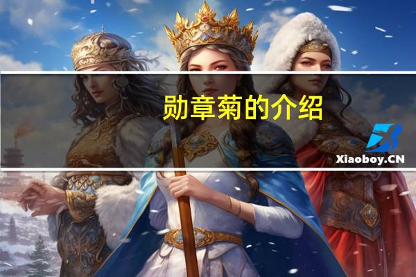 勋章菊的介绍