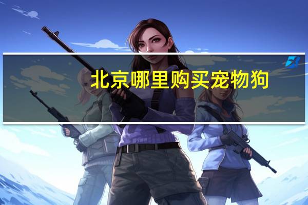 北京哪里购买宠物狗