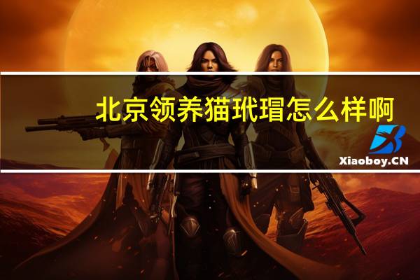 北京领养猫玳瑁怎么样啊