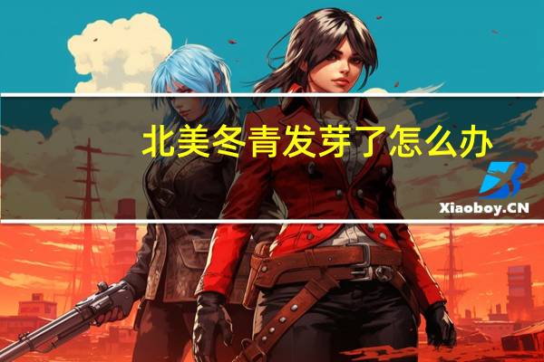 北美冬青发芽了怎么办