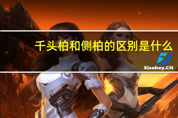 千头柏和侧柏的区别是什么