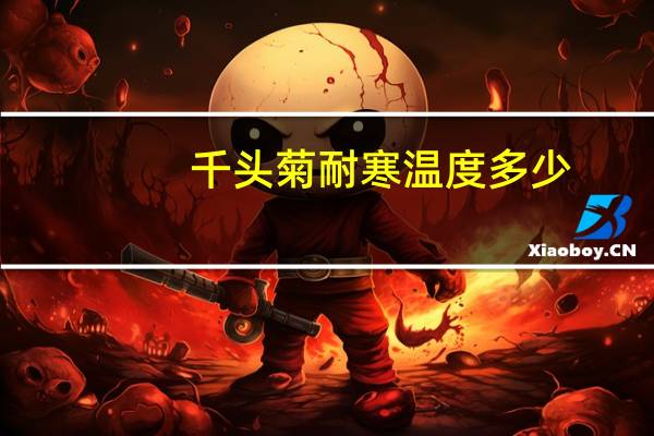 千头菊耐寒温度多少