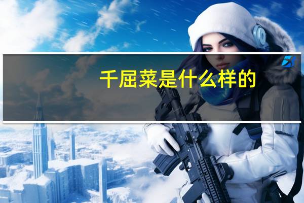 千屈菜是什么样的
