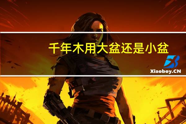 千年木用大盆还是小盆