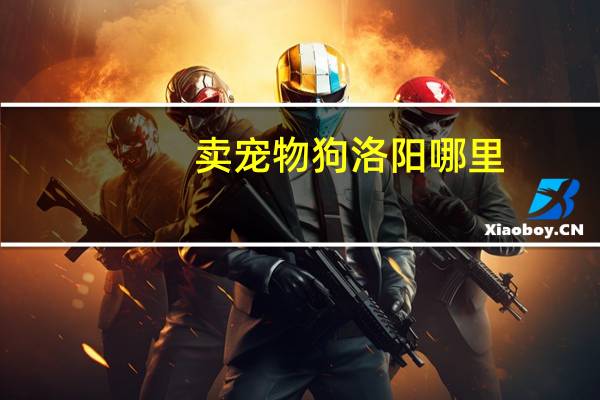 卖宠物狗洛阳哪里