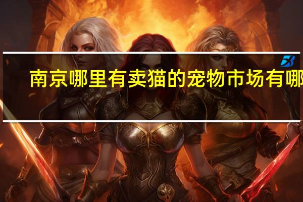 南京哪里有卖猫的 宠物市场有哪些
