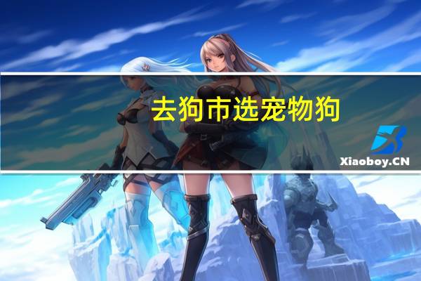 去狗市选宠物狗