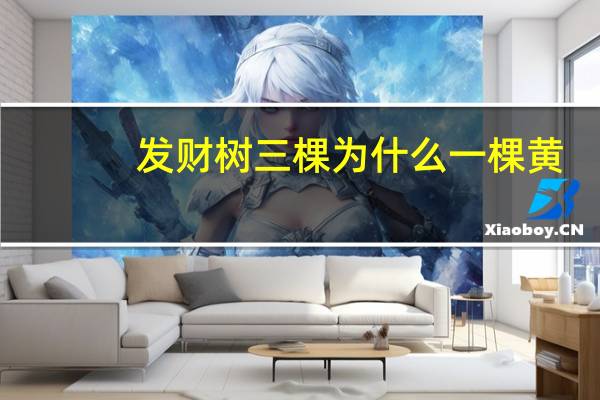 发财树三棵为什么一棵黄