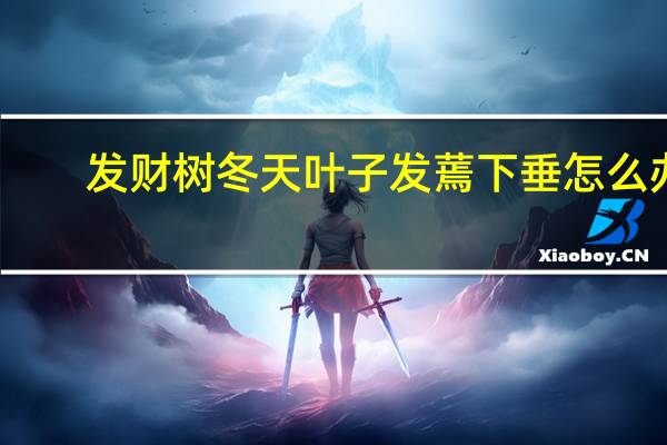 发财树冬天叶子发蔫下垂怎么办