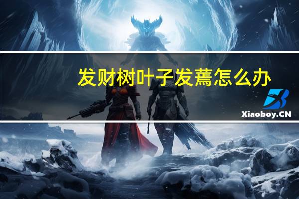 发财树叶子发蔫怎么办