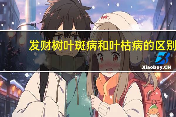 发财树叶斑病和叶枯病的区别