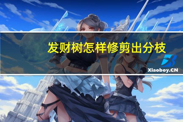 发财树怎样修剪出分枝