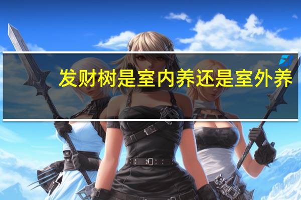 发财树是室内养还是室外养