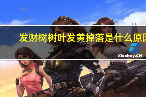 发财树树叶发黄掉落是什么原因