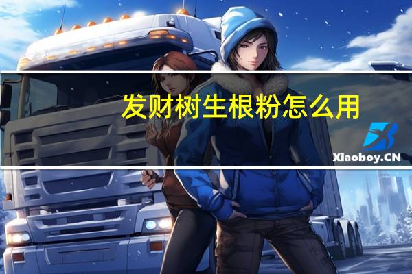 发财树生根粉怎么用