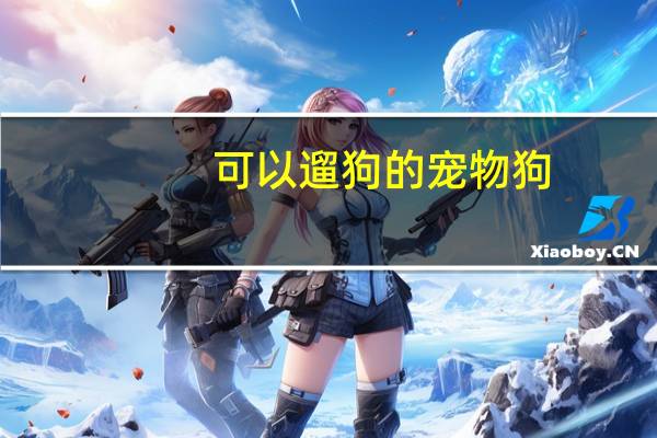 可以遛狗的宠物狗