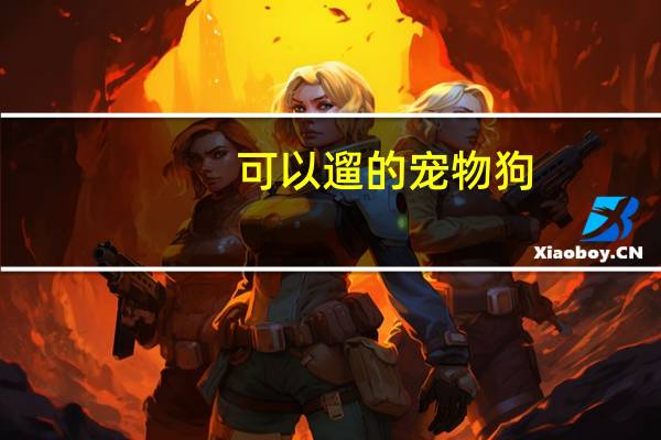 可以遛的宠物狗