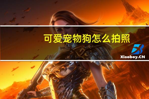 可爱宠物狗怎么拍照