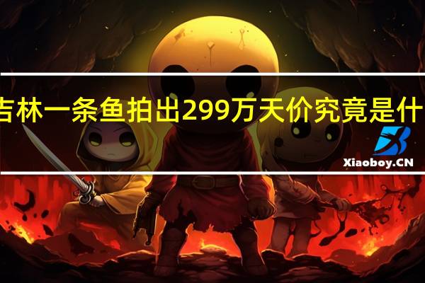 吉林一条鱼拍出299万天价 究竟是什么鱼呢？