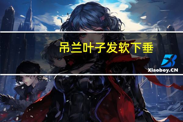 吊兰叶子发软下垂