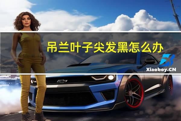 吊兰叶子尖发黑怎么办