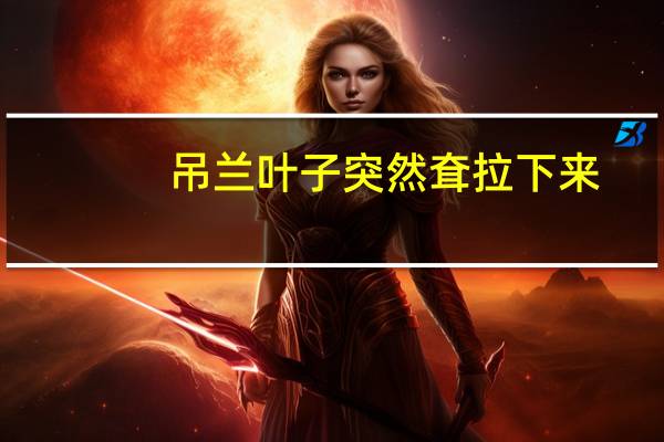 吊兰叶子突然耷拉下来