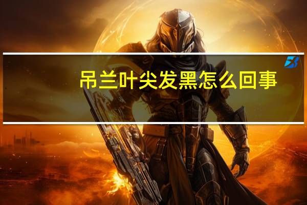 吊兰叶尖发黑怎么回事
