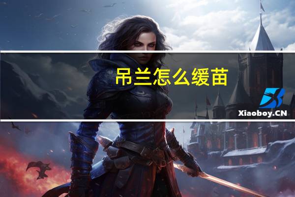 吊兰怎么缓苗