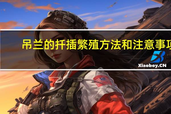 吊兰的扦插繁殖方法和注意事项