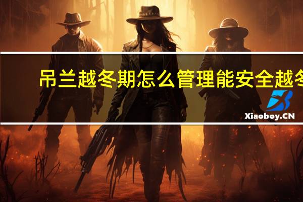 吊兰越冬期怎么管理能安全越冬