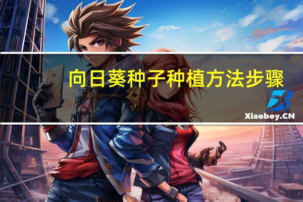 向日葵种子种植方法步骤