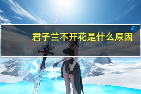 君子兰不开花是什么原因