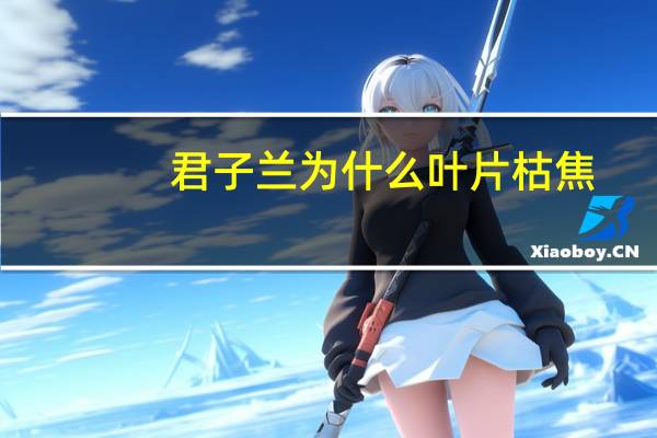 君子兰为什么叶片枯焦