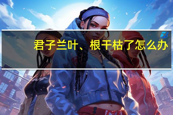 君子兰叶、根干枯了怎么办