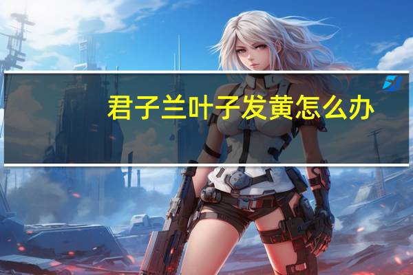 君子兰叶子发黄怎么办