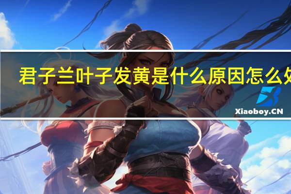 君子兰叶子发黄是什么原因怎么处理